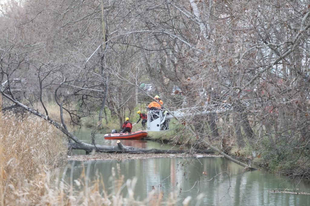 Los bomberos de Zaragoza retiran un árbol de gran porte caído sobre el canal por el peso de la nieve