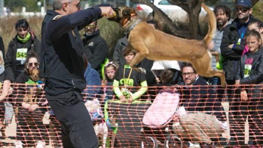 Exhibiciones celebradas en el parque canino del antiguo matadero de Mutxamel. La Unicad Canina de la Policía Local actuó en primer lugar.