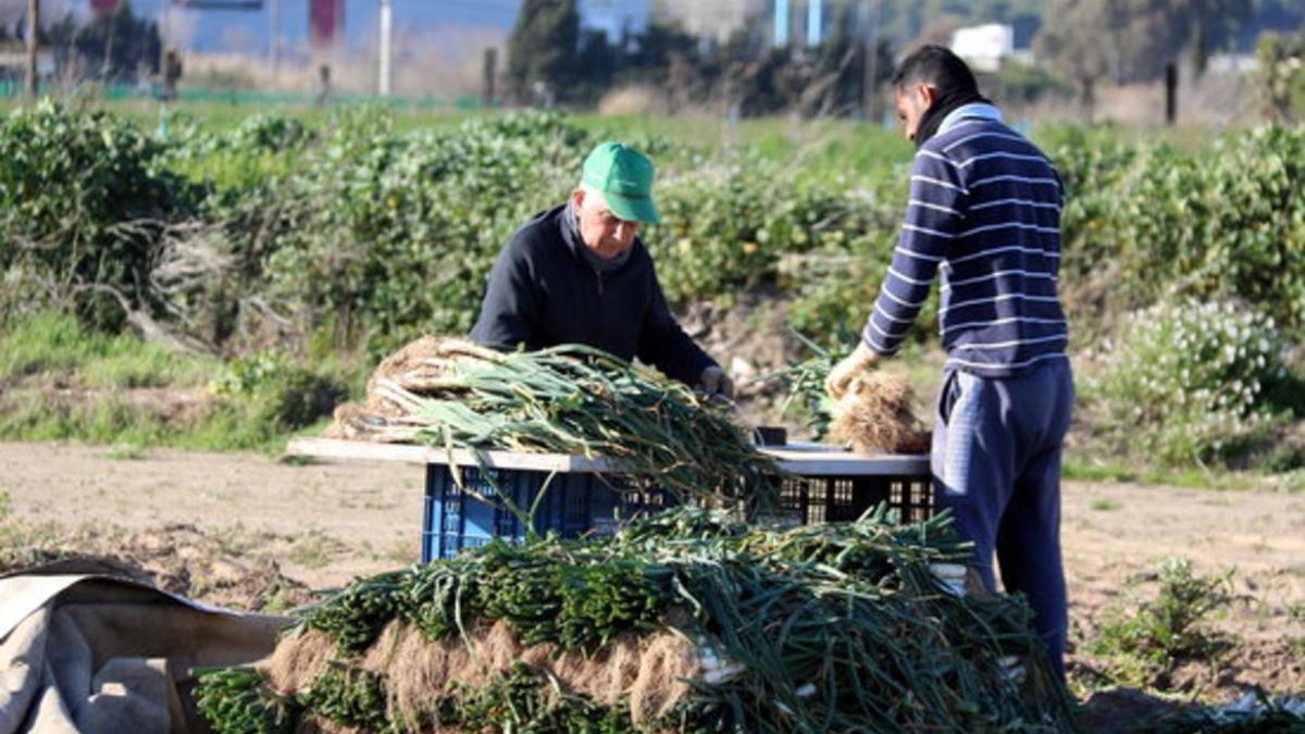 Cultivo de calçots en un campo de Gavà.