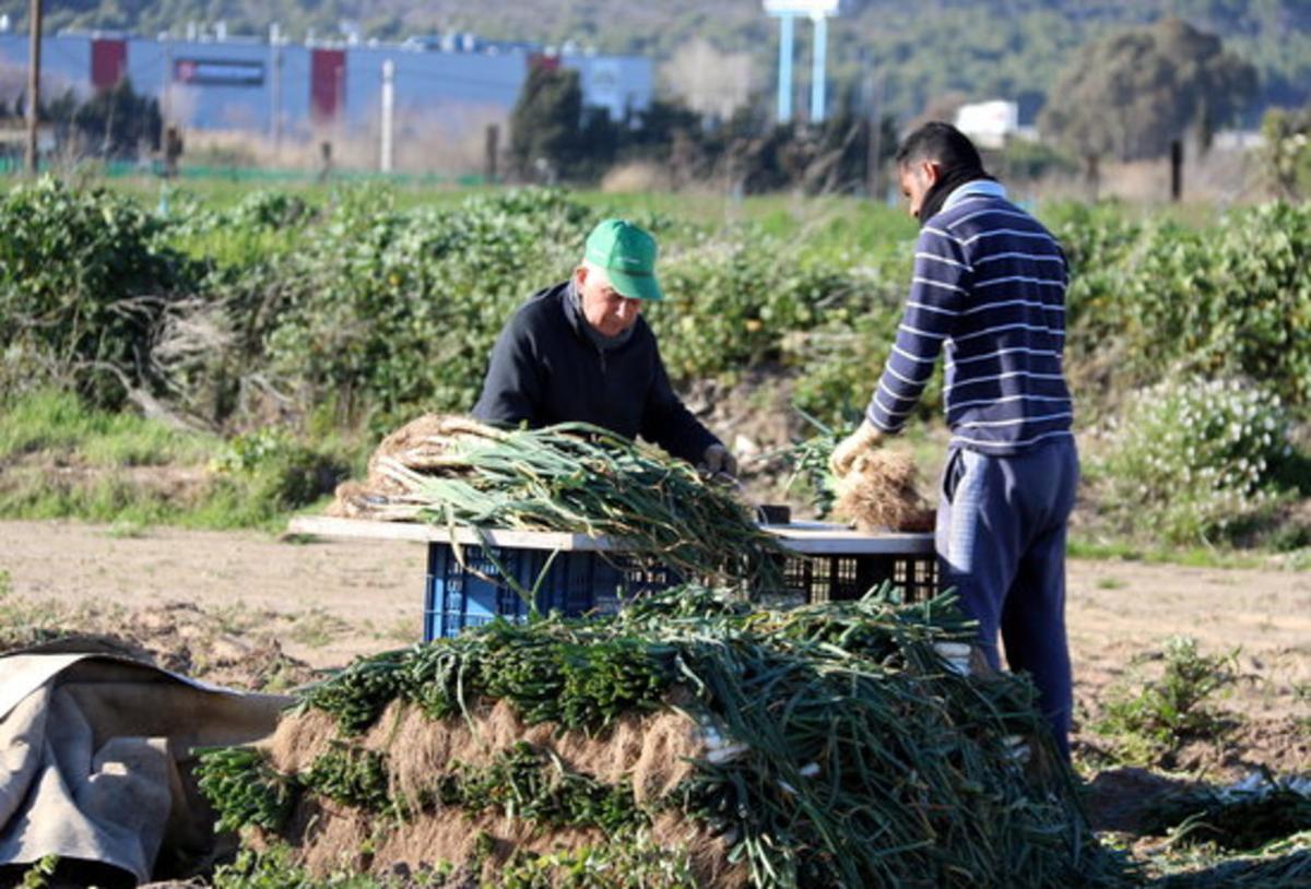 Cultiu de calçots en un camp de Gavà.