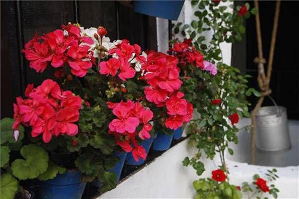 Los Patios y su esplendor, Patrimonio de la Humanidad