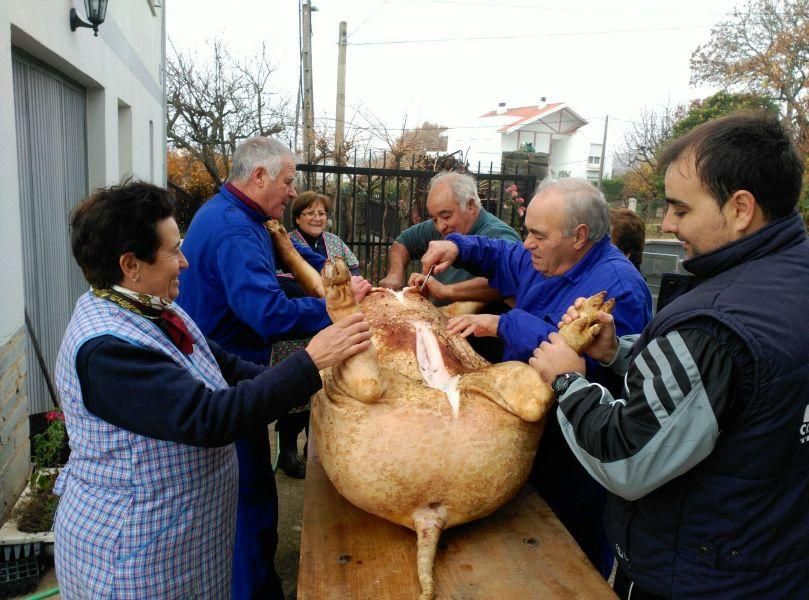 Matanza tradicional en Aliste