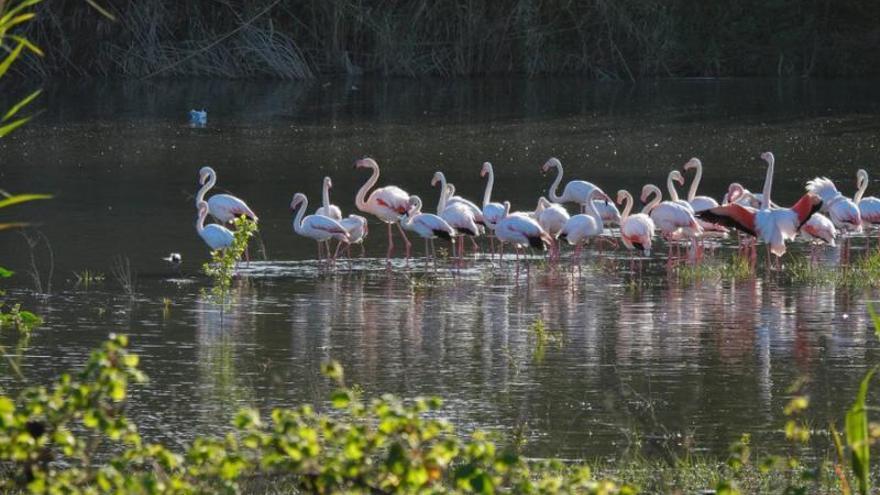 3 Un grup de flamencs al delta de la Tordera, poc després del confinament peer la pandèmia. F  | DIARI DE GIRONA   