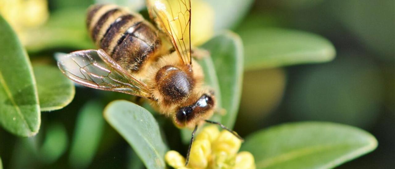 1.160.000 europeos piden prohibir los pesticidas para salvar las abejas