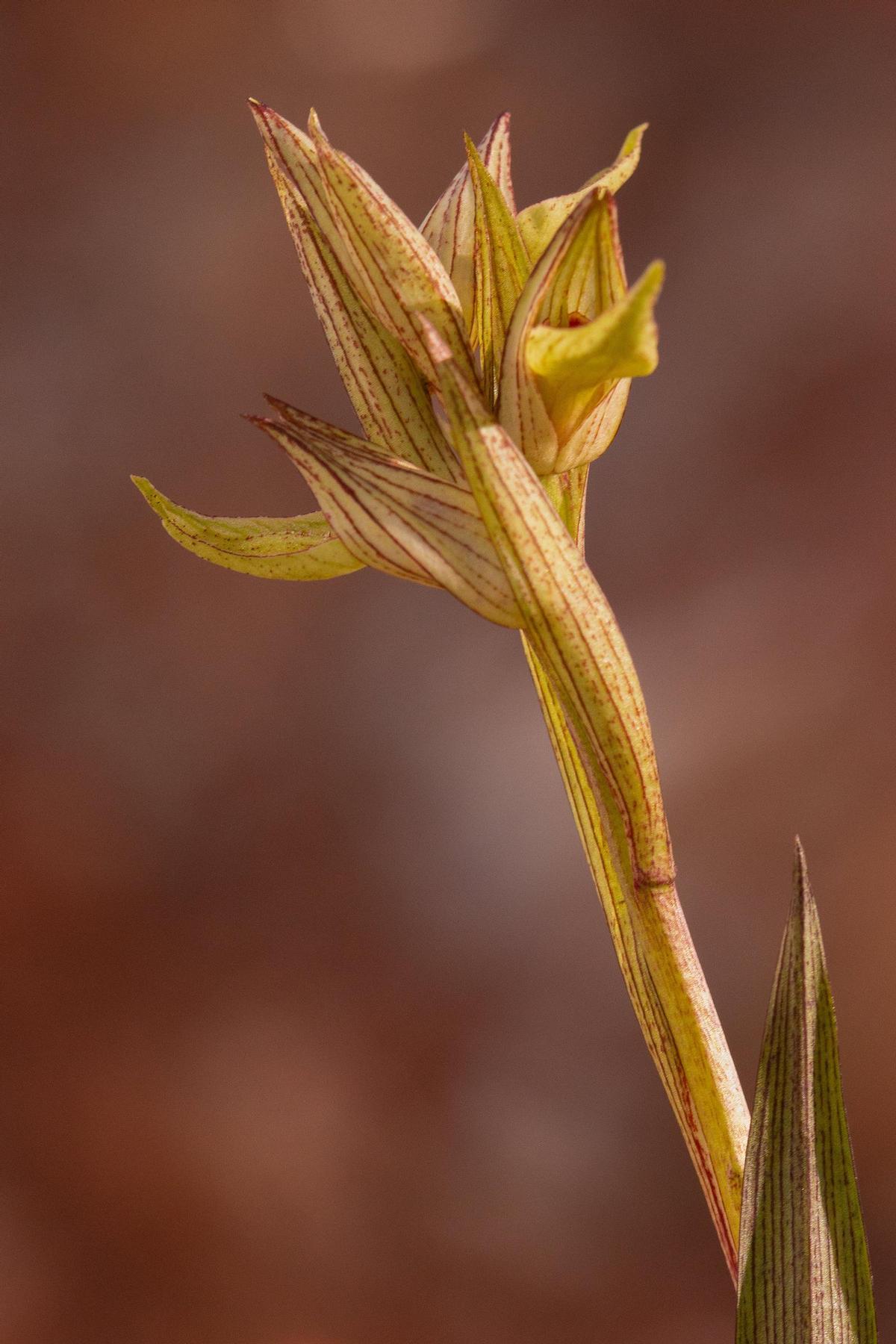 Serapias perez chiscanoi, una de las referencias vegetales que se encuentra en peligro de extincion en Extremadura.