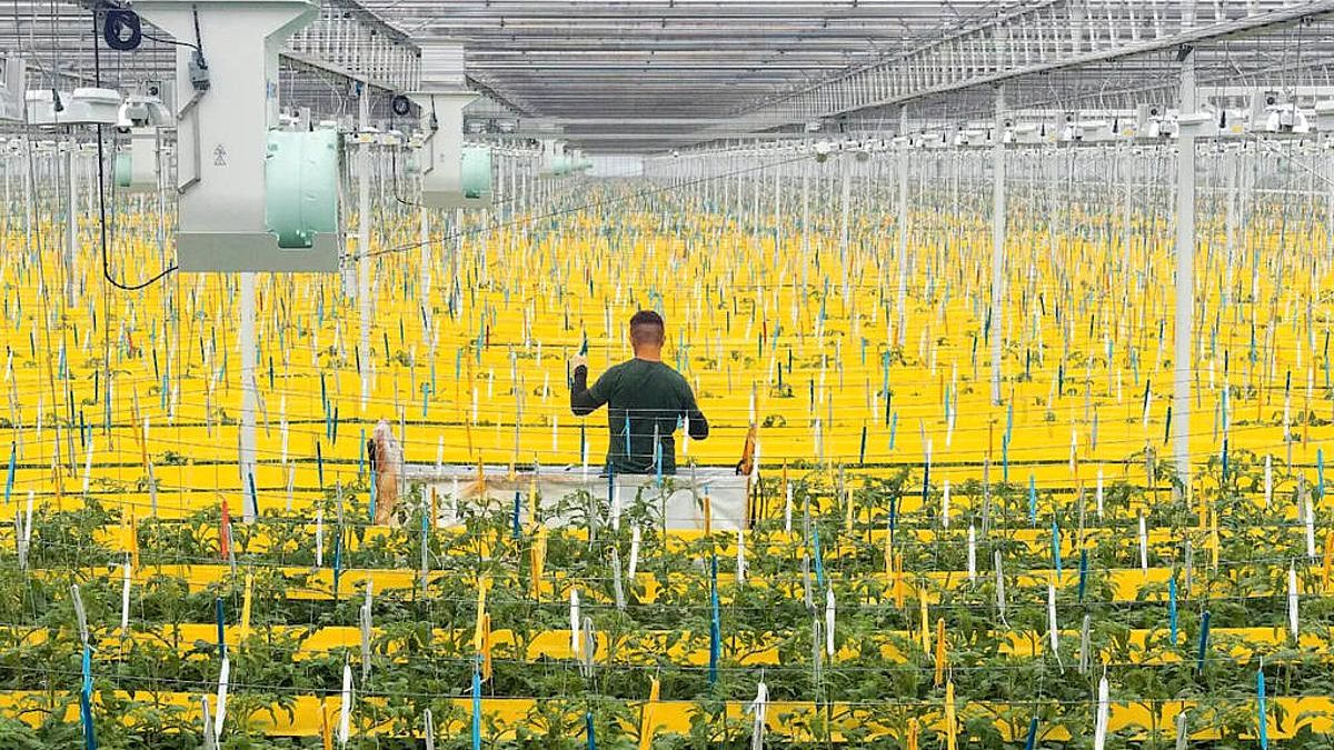 Instalaciones de Duijvestijn Tomaten para la producción agrícola hipertecnificada.