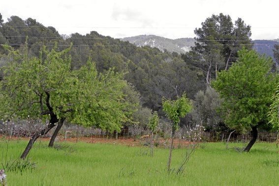 Schafherde, Baumplantage und Paradies für Insekten: zu Besuch bei Jaume Seguí und seinen 18 Hektar Bioland bei Capdellà