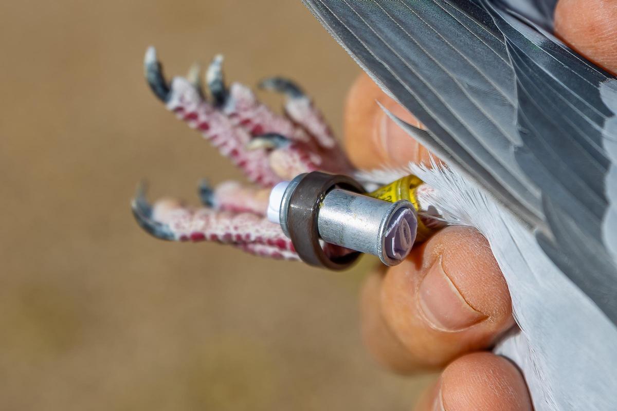 Un portamensajes atado a la pata de una de las palomas de Fernando, momentos antes de soltarla.