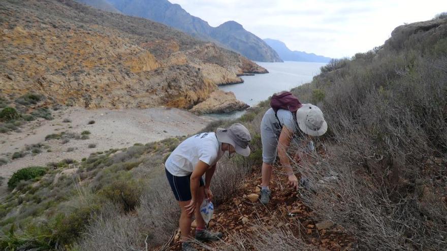 Plantan en Escombreras una especie protegida