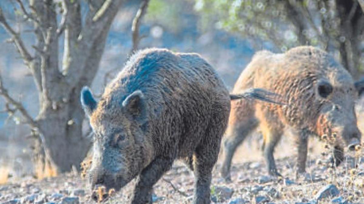 Dos ejemplares de jabalí en libertad.