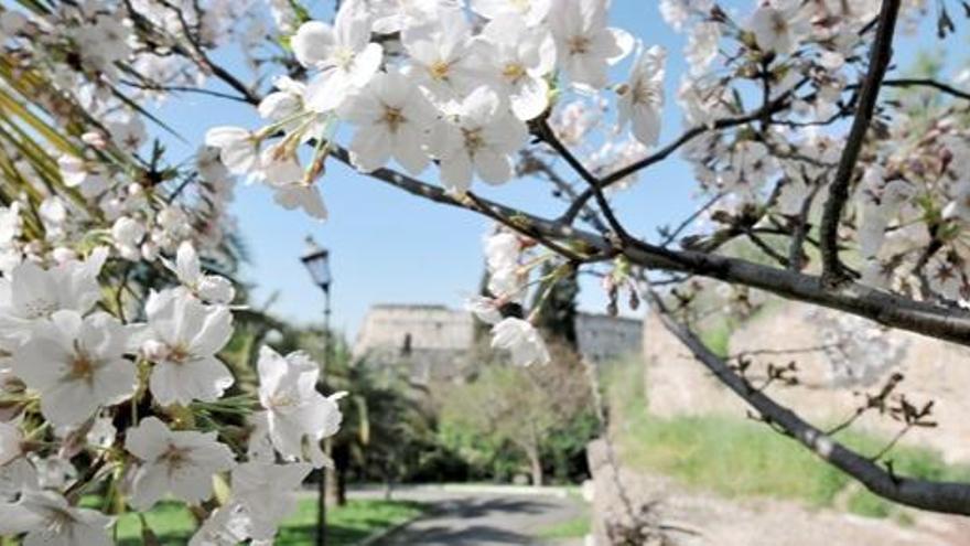Los cerezos en flor forman parte de las imágenes clásicas de la primavera.