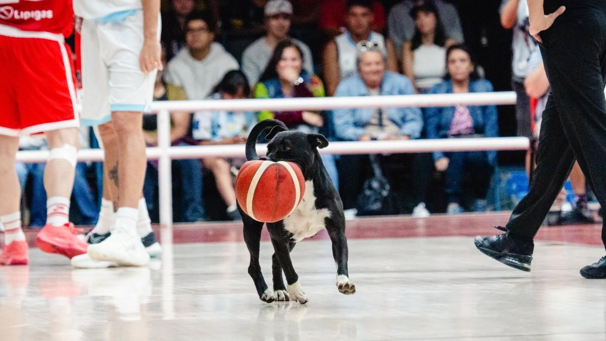Hay un perro en la pista de baloncesto! Un perro quiere jugar a baloncesto!