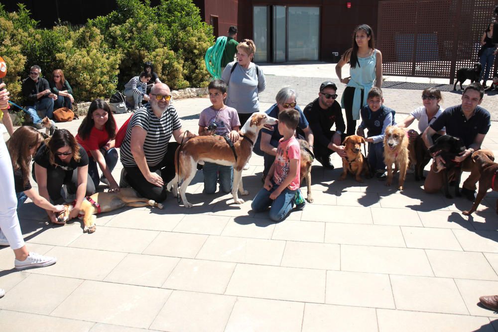 Desfile perros abandonados AUPA-Bioparc