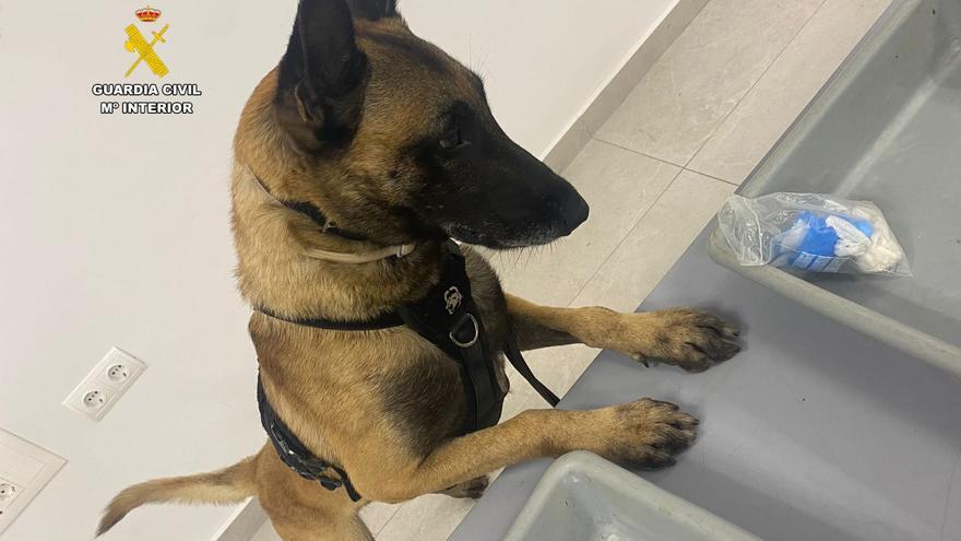 Un perro de la Guardia Civil permite detener a un hombre que iba a entrar con hachís en la cárcel de Palma