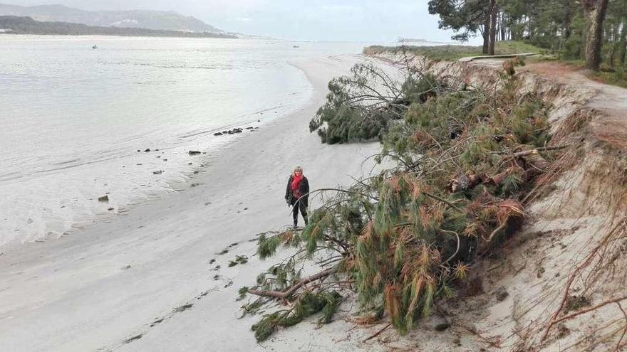 La zona de la desaparecida playa de A Lamiña, con metros de desnivel y árboles caídos. // C.O.