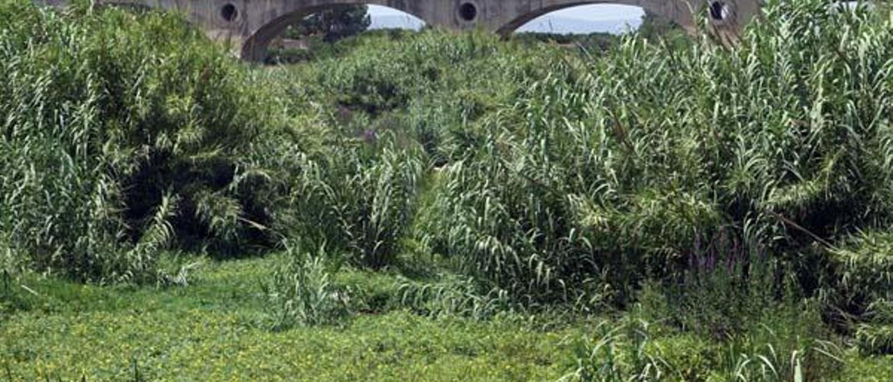 La planta invasora ya cubre tramos completos del río Albaida en Manuel