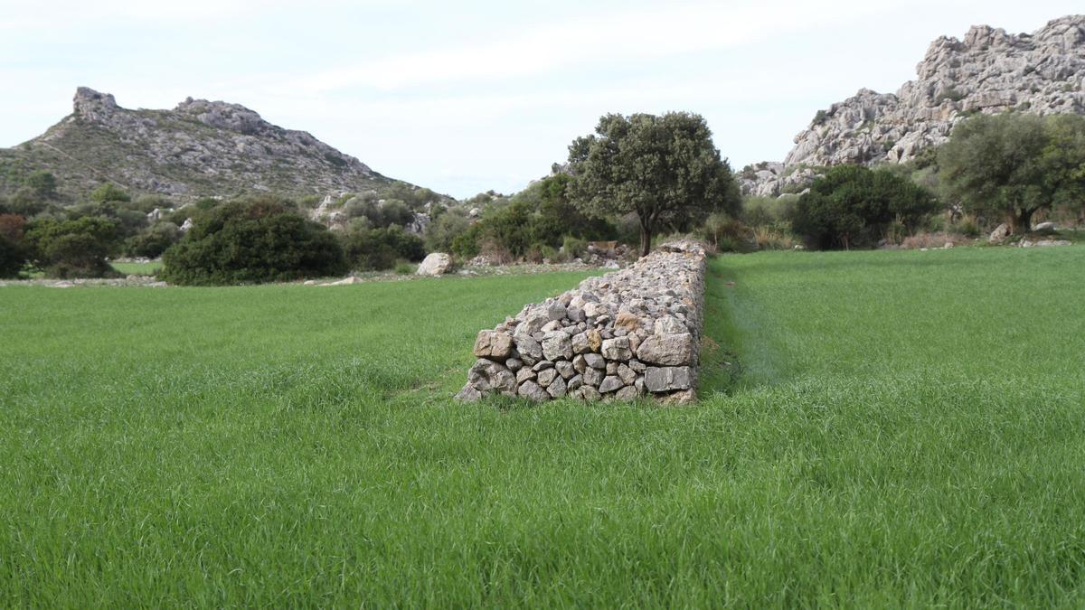 Das Landgut Ariant in der Gemeinde Pollença ist eines von fünf privaten Schutzgebieten das Nora Müller in ihrer Doktorarbeit analysiert.