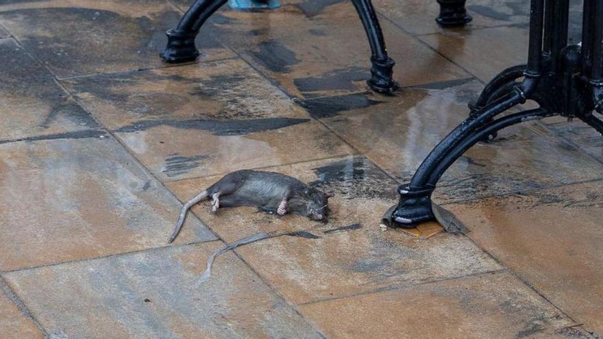 Auf Regen folgen Ratten und Fäkalien: Die Kanalisation versagt am Strand von Porto Cristo auf Mallorca