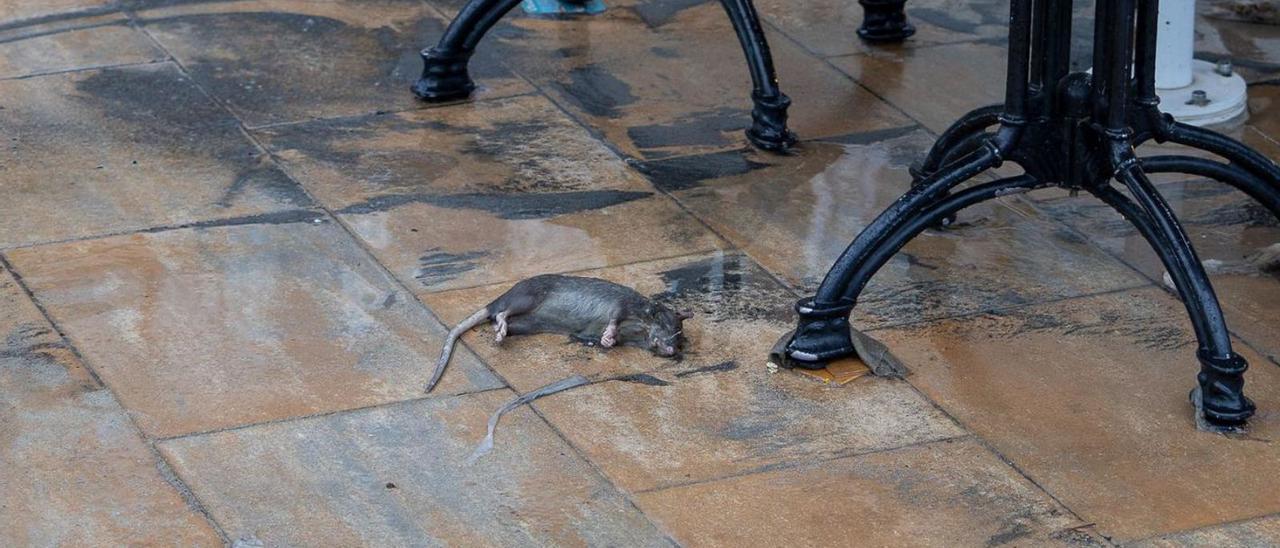 Eine tote Ratte auf der Meerespromenade von Porto Cristo auf Mallorca