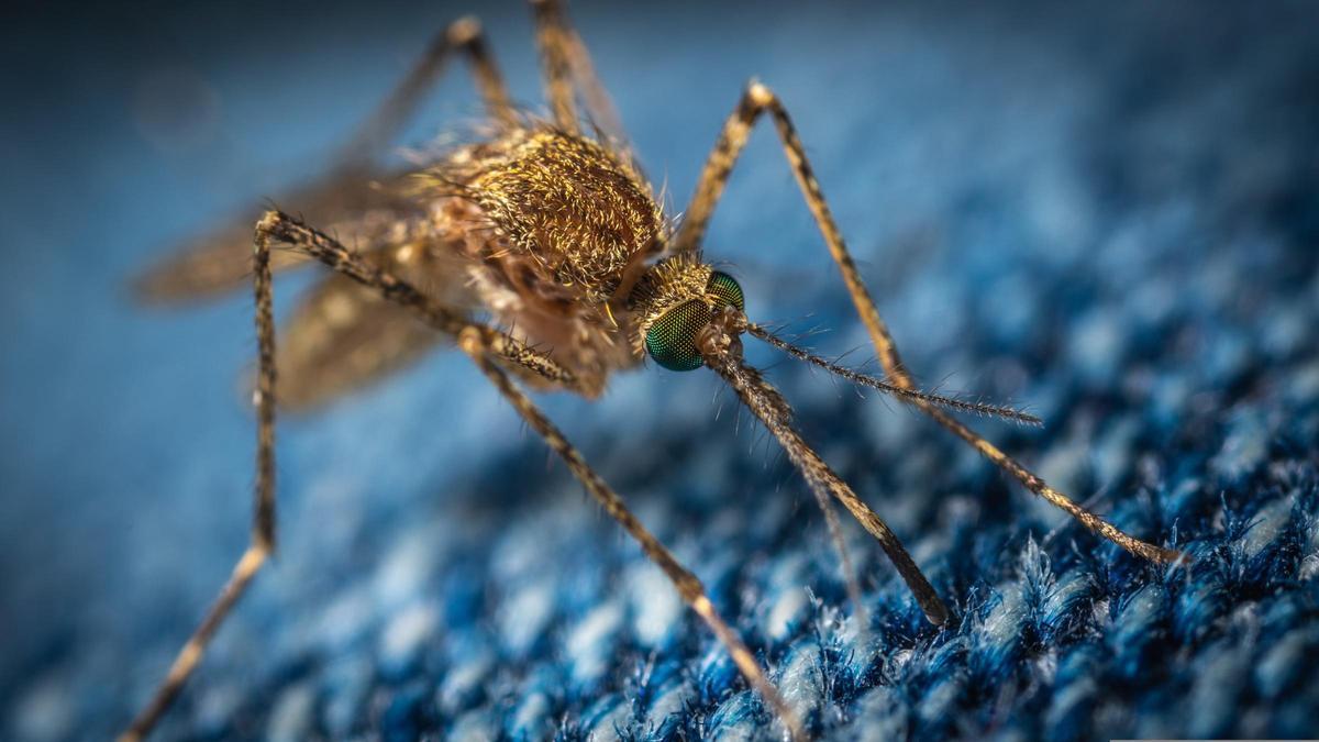 Los mosquitos son uno de los invitados a las casas en verano
