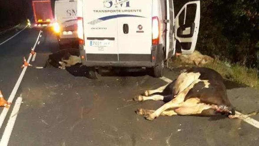 Un herido en Curtis tras atropellar y matar a cuatro vacas con su furgoneta
