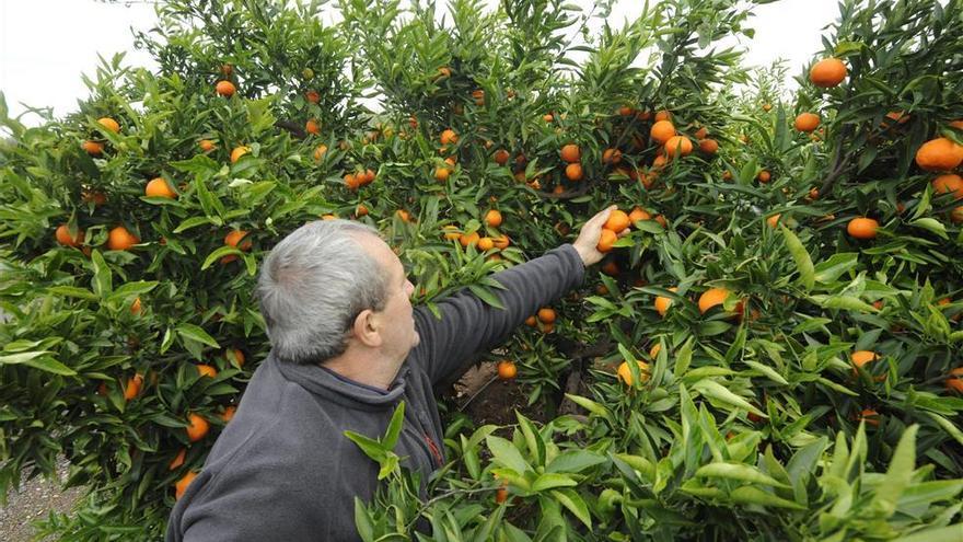 Cuatro de cada diez clementinas se han quedado sin comercializar