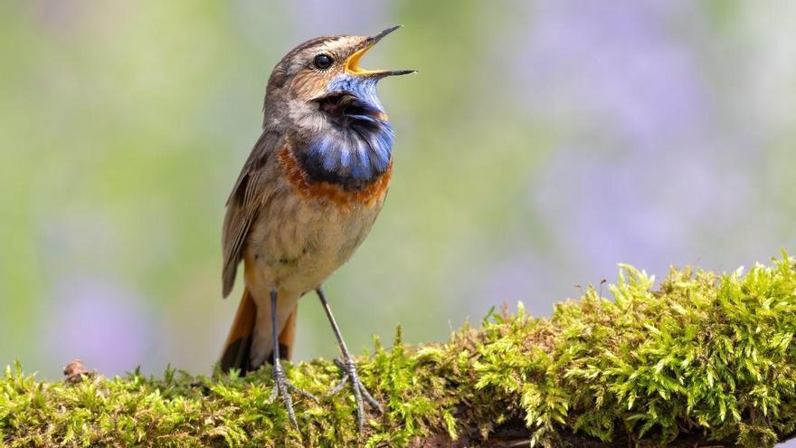 Si escuchas pájaros cantar en el jardín o cerca de tu casa, esto es lo que significa según la ciencia