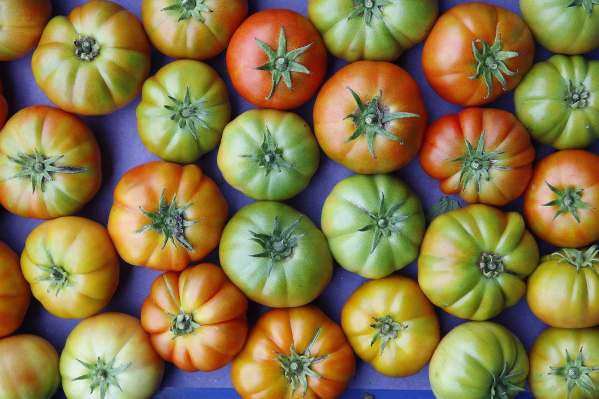 Außen grün, innen saftig: Bei Tomaten gibt es viele Varianten