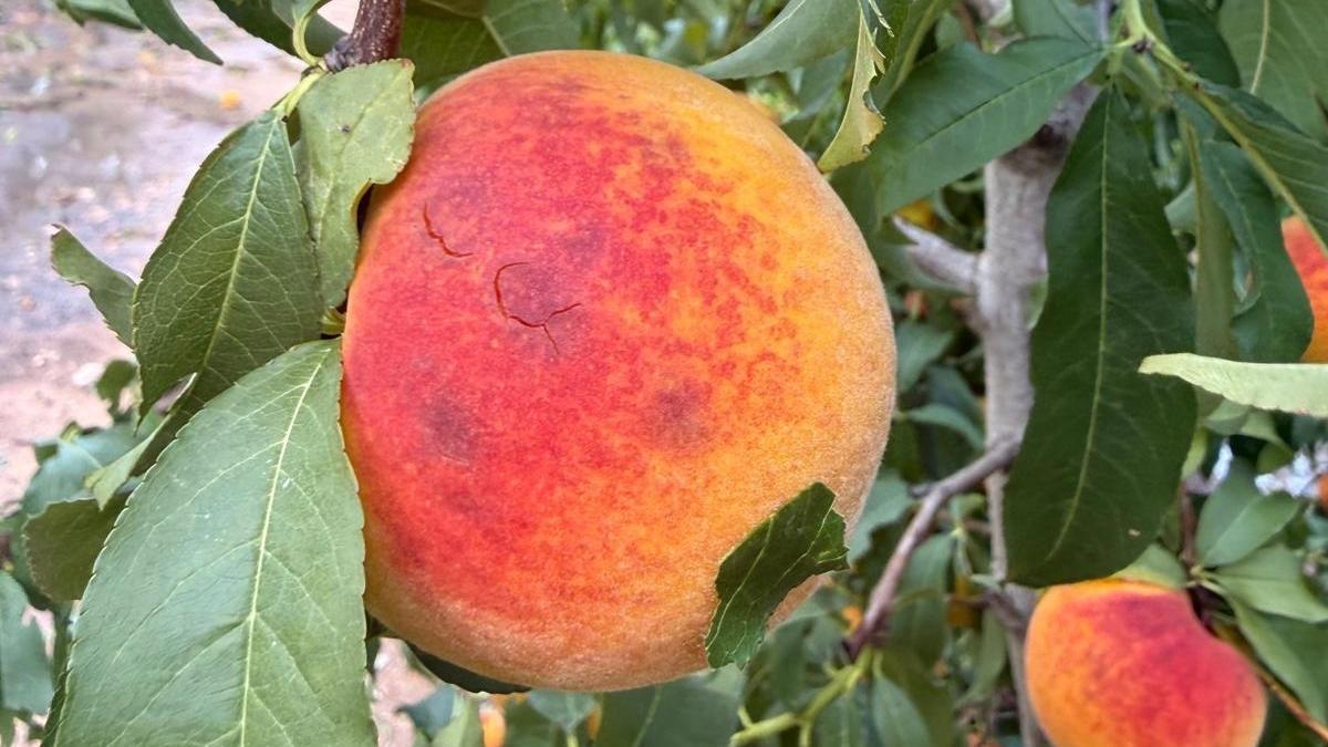 Melocotones de Jumilla se vierno dañados por la tormenta.