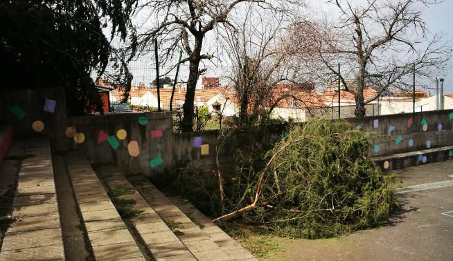 Un árbol partido por el efecto del viento.