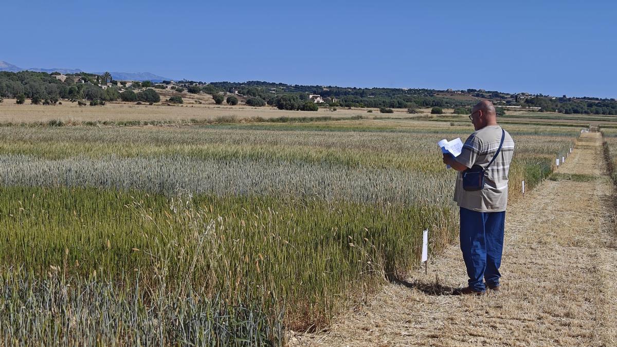 FOTOS | El campo experimental de cereales y forrajes en Maria, en imágenes