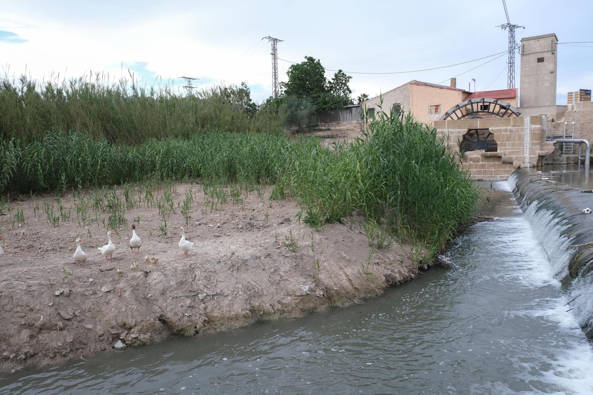 Así han quedado las norias gemelas de Orihuela tras su rehabilitación