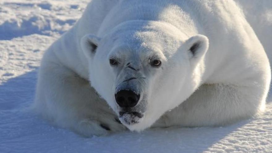 La contaminación por mercurio sigue envenenando a los animales del Ártico