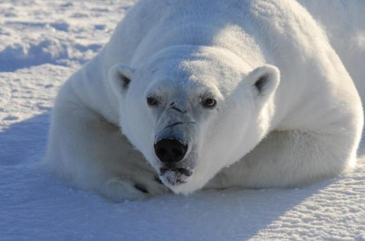 El mercurio sigue envenenando a los animales del Ártico
