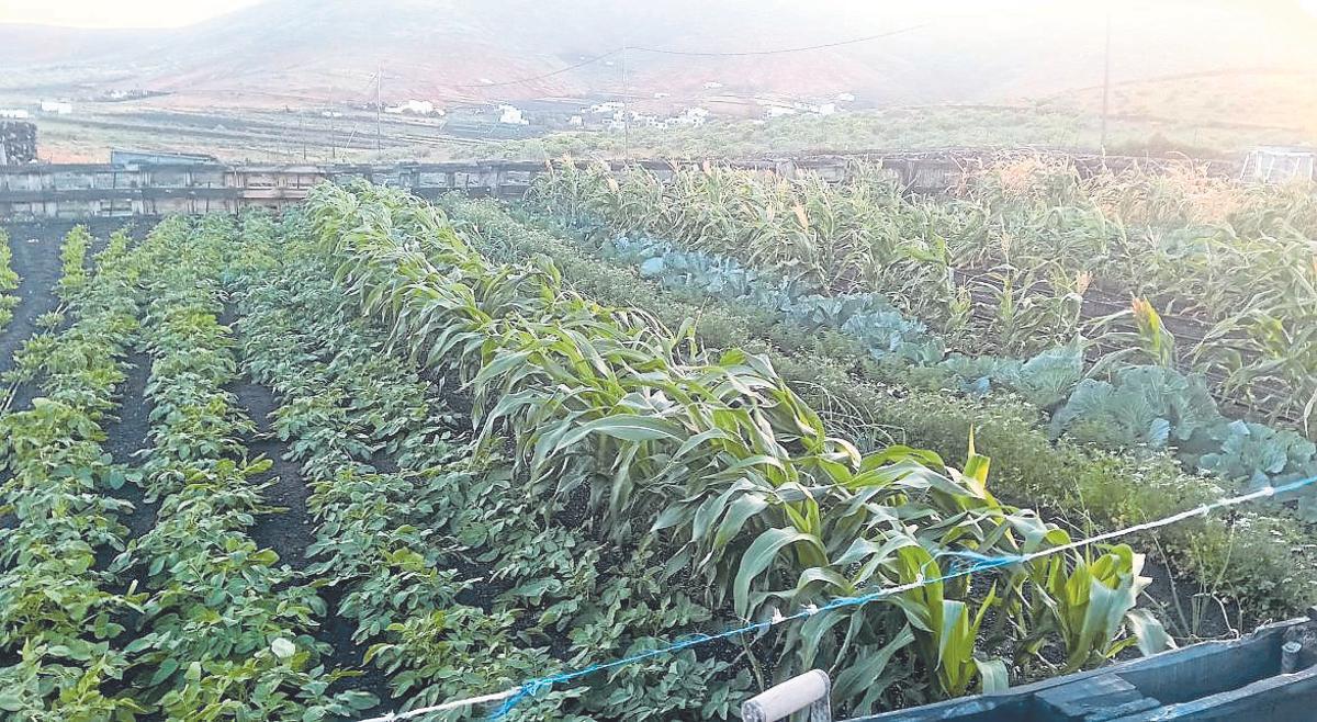La tierra de Lanzarote es generosa y como dicen los agricultores: Lanzarote es un invernadero al aire libre. Finca de Tabayesco.