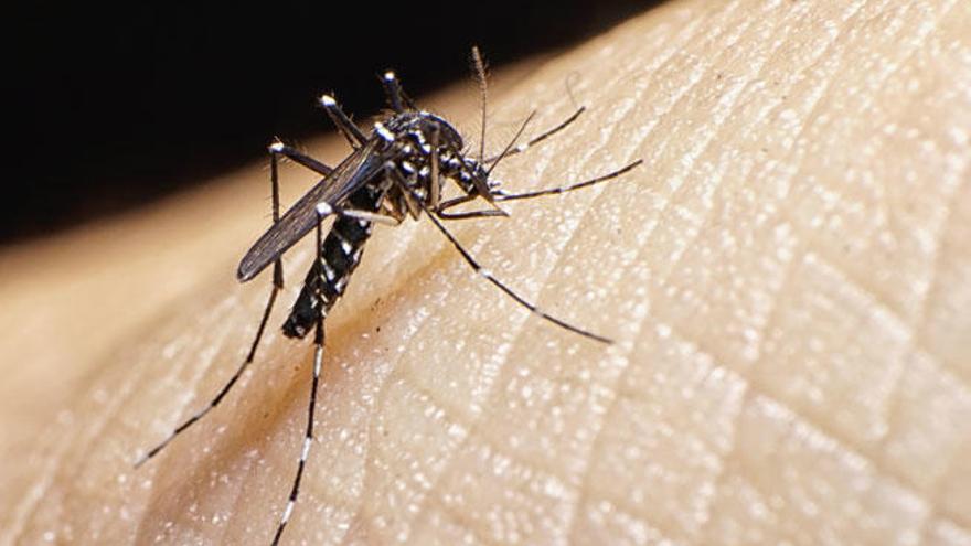 El virus Zika se transmite a través del mosquito Aedes.