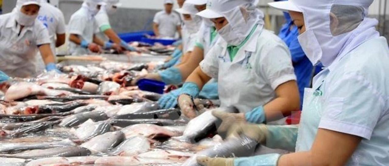 ¡Atención! Médicos y expertos nutricionistas recomiendan no consumir estos pescados
