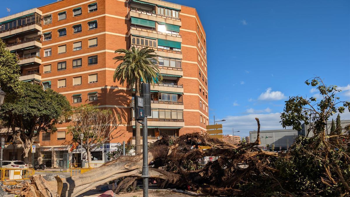 Árbol caído en València ciudad por el 'vendaval' de la borrasca Leonardo.