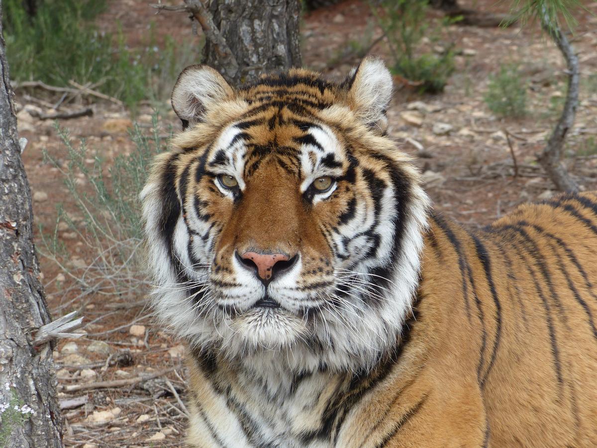 El tigre Keni tras ser rescatado de un circo y cuidado en el centro de AAP Primadomus de Villena.