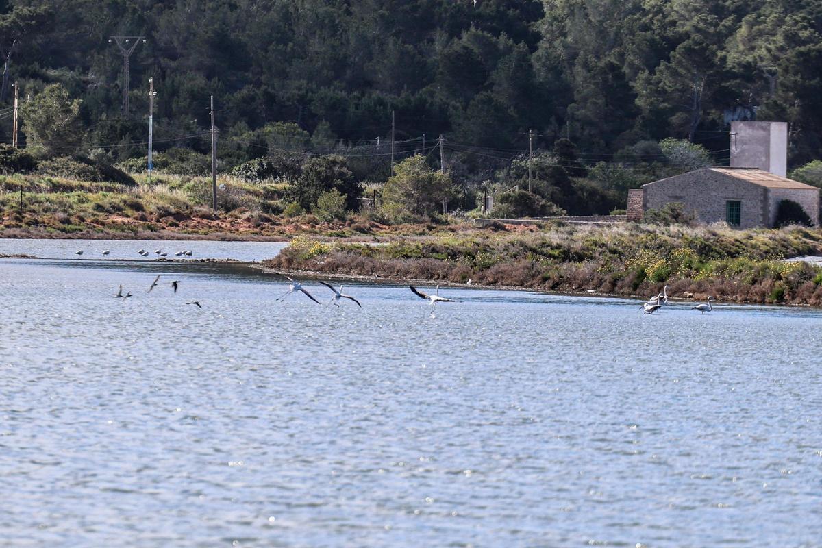 Las imágenes de la jornada en el observatorio de aves en ses Salines de Ibiza