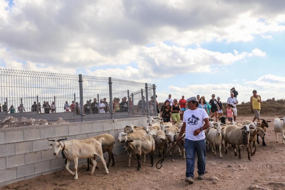 Un rebaño de ovejas recorren la antigua vía pecuar