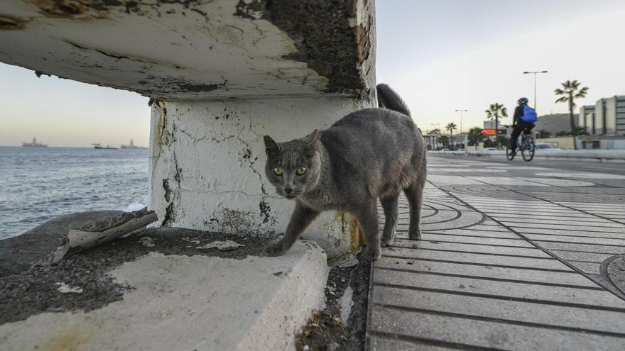 Un veterinario 24 horas para animales abandonados: así es el nuevo servicio de Las Palmas de Gran Canaria