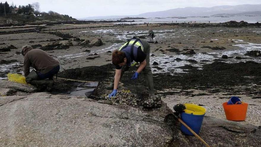 Trabajos de marisqueo en Vilaxoán (Vilagarcía). // Noé Parga