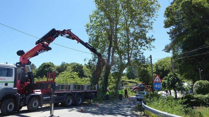 Tala de tres plátanos, en las obras de la macrourbanización de Xaz.