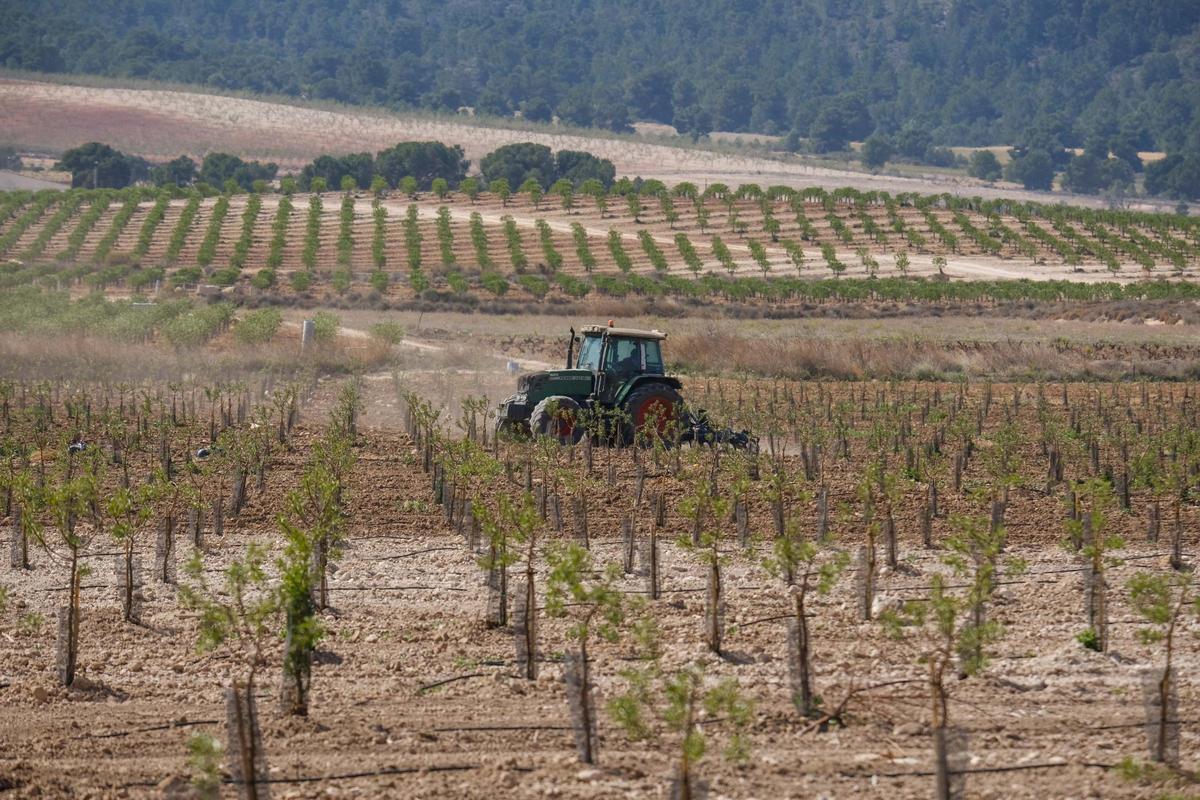 Plantacion de almendros y pistachos en la carretera  Sax-Villena, en una imagen de archivo.