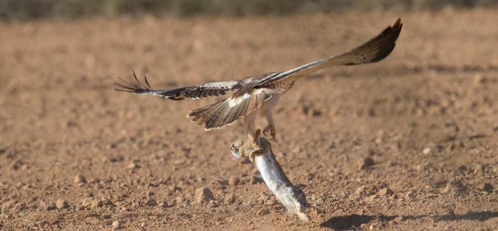 Un águila, en un abrir y cerrar de ojos, caza un conejo en un campo cercano a la zona de Migjorn.