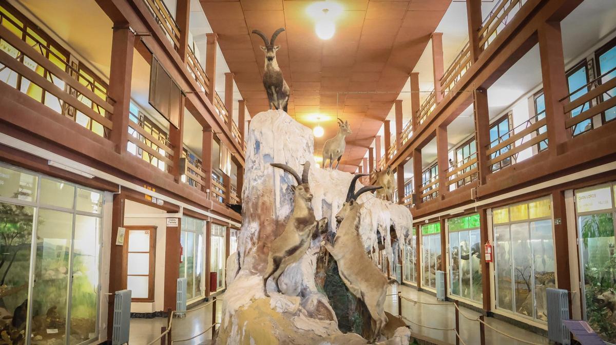 El museo poseía una inmensa colección de flor y fauna.