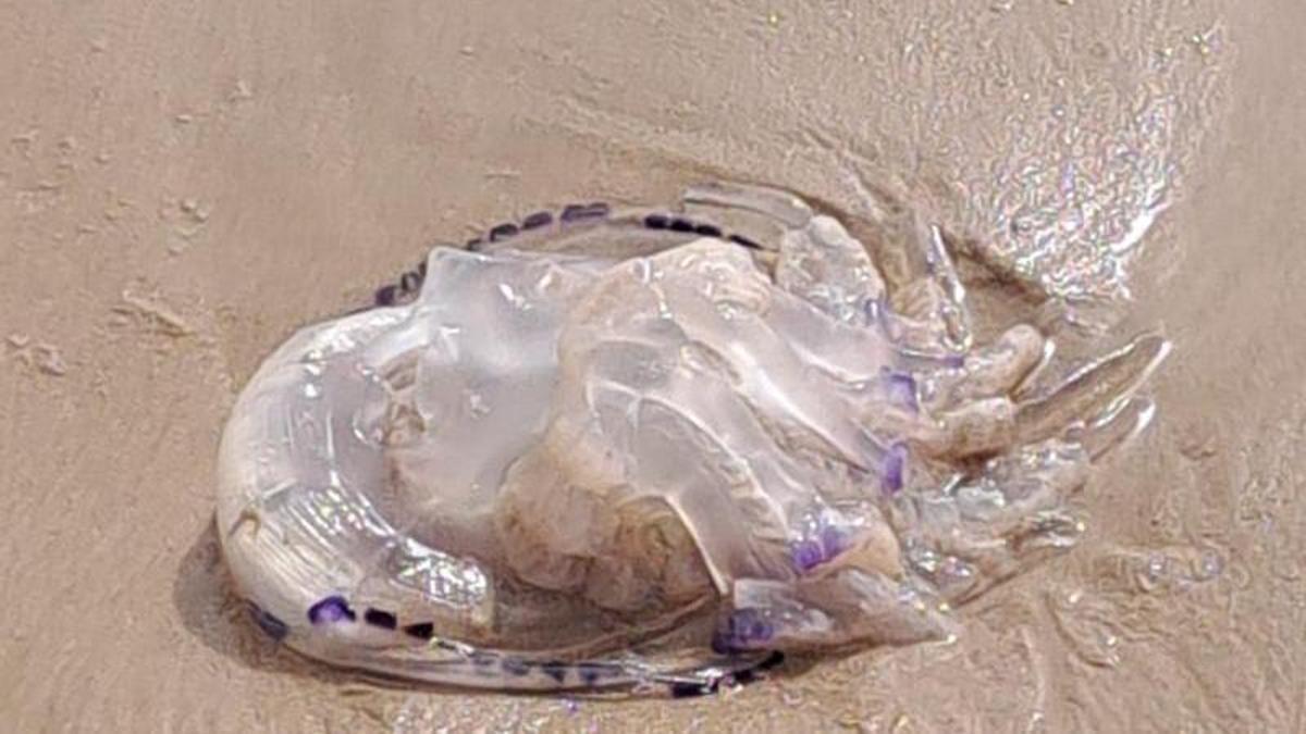 Una medusa, esta mañana, en la arena de la playa de Cullera.