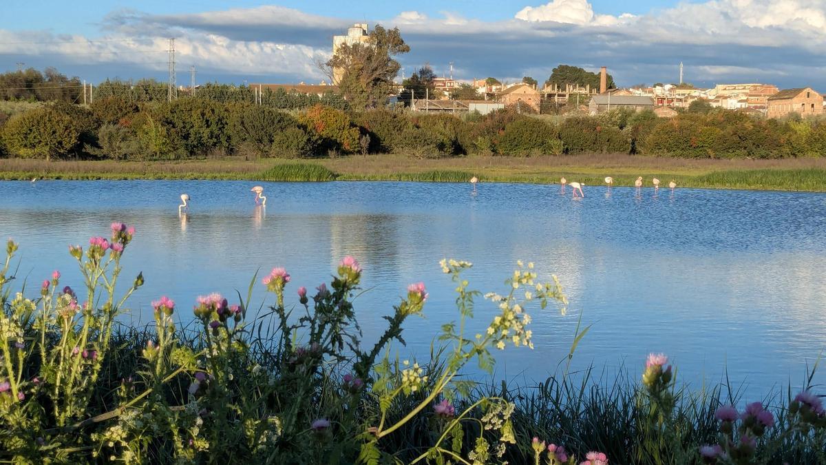 Varios flamencos en una de las laguna de Fuente de Piedra, con el pueblo al fondo.