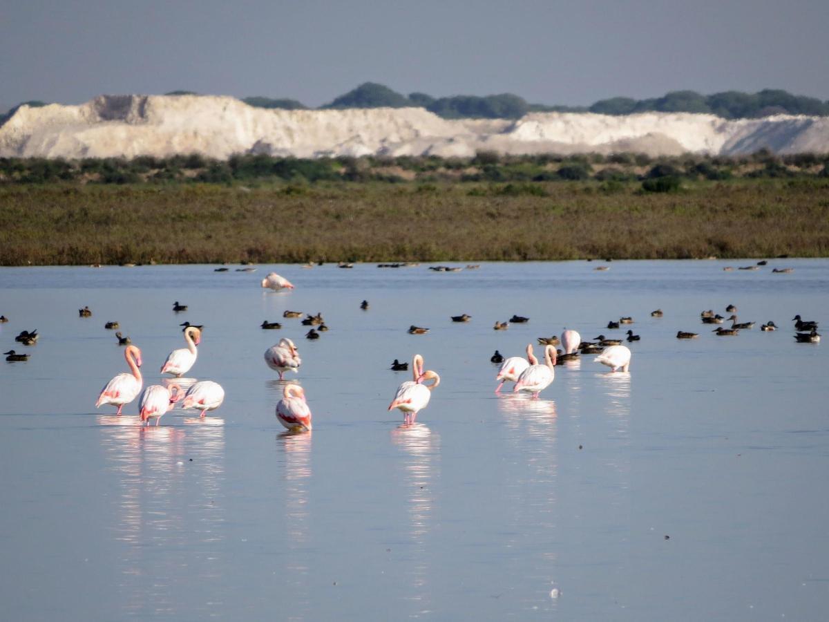 Unos flamencos en el entorno del parque natural de Doñana tras las borrascas.